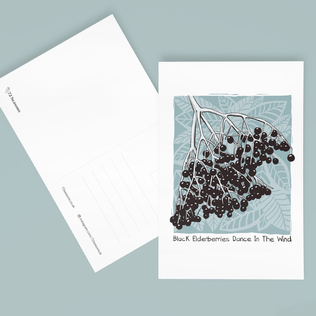 Black Elderberries Dance In The Wind postcard